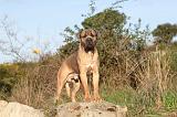 CANE CORSO 121